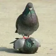 Peaceの画像