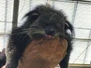みけの画像
