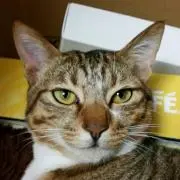 コボちゃん