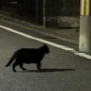 ☦︎︎の画像