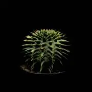 モリロフの画像