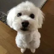 コロコロの画像