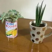 カエル