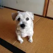 ココ