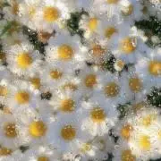 プププの画像
