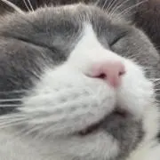 ムックの画像