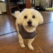 ゴールの画像