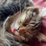 ねこ(プロフ必読)の画像