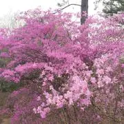ゆんもんの画像