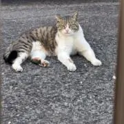 ahの画像
