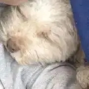 BIBIの画像
