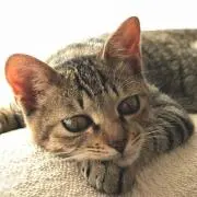 ノラちゃん
