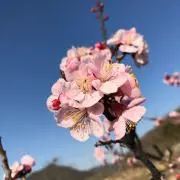 きつこ