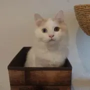 ラテの画像
