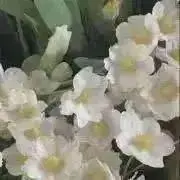 わたがし子の画像