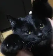 たけの画像