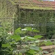 とーよこの画像