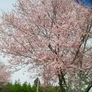 まみの画像