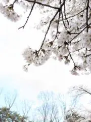 まっちょすの画像