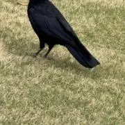へる