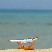 茶葉の旨味
