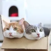 もに