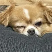 まろろんの画像