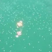 しゃけの画像