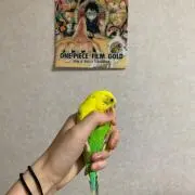 しろくまの画像