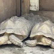 おおばやし5