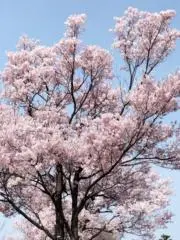 pikuの画像