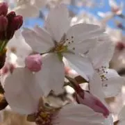 ふわるの画像