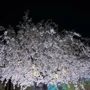 山桜の画像