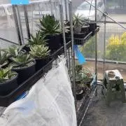さったむの画像