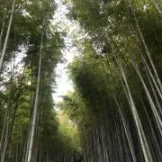Tの画像