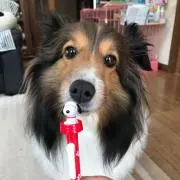 pipi