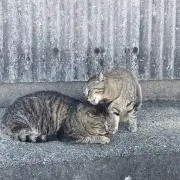 ニャーピィ