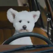 びの画像