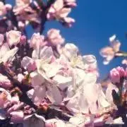 ミー