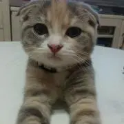あゆまる