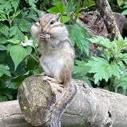 neconecoの画像