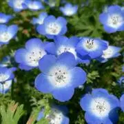 ⭐︎あおりんご⭐︎の画像