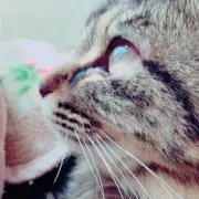 あらめ