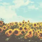❁ 花 ❁