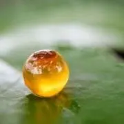 いくらの画像