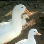 しろあひるの画像