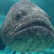 グレヤーの画像