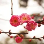 りすの画像