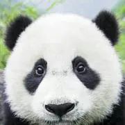 Chinchikurin