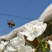 めるねこ果樹園の画像